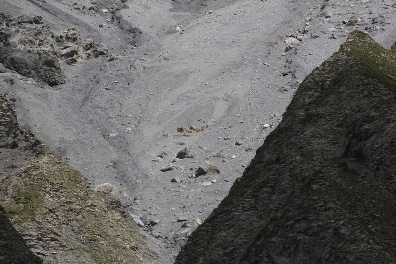 cervi nel parco nazionale svizzero